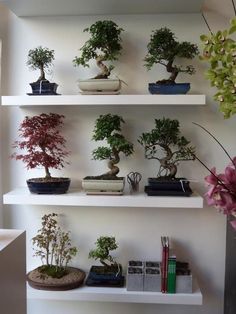 several bonsai trees are displayed on white shelves