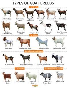 different types of goats and their names are shown in this chart, which shows the various breeds