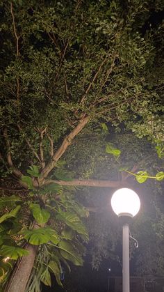 a street light in the middle of a park at night with lots of greenery