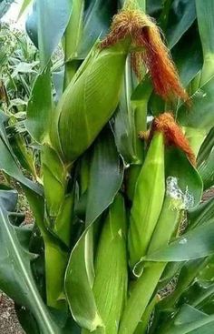 some green plants with red flowers growing on it's stems in the dirt and grass