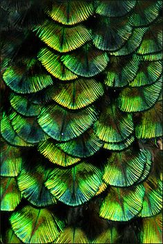 the back side of a bird's feathers with green and yellow feathers on it