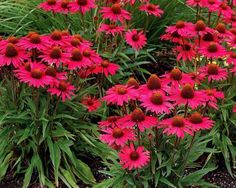 pink flowers are blooming in the garden next to some yellow and green plants with red centers