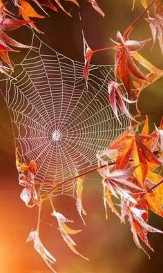 a spider web hanging from a tree branch with autumn leaves around it in the background