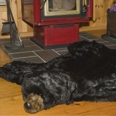 a large black dog laying on top of a hard wood floor next to a tv