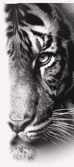 a black and white photo of a tiger's face