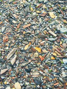 rocks and gravel with small plants growing on them