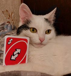 a black and white cat laying next to a red sign