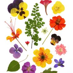 various flowers and leaves on a white background