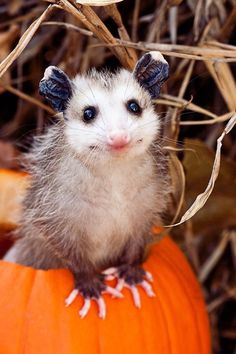 a ferret sitting on top of a pumpkin in front of some dry grass and branches