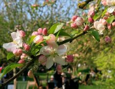 people are sitting on benches in the park and some have blossoming trees around them