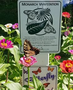 there is a sign that says monarch waystation and butterflies in the grass next to flowers