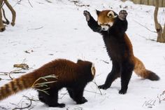 two red pandas playing in the snow with their paws up and looking at each other