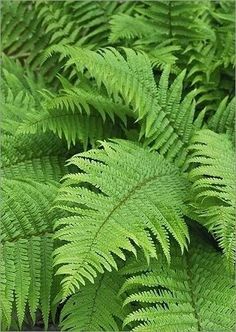 green ferns are growing in the forest