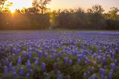 a field full of purple flowers with the sun setting in the background and trees behind it