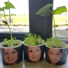 three planters with plants growing out of them