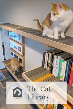 an orange and white cat sitting on top of a book shelf