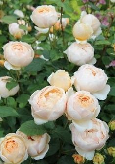 many white roses are blooming in the garden