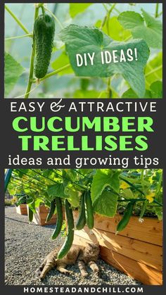 cucumber trellis growing in a garden with text overlay that reads diy ideas