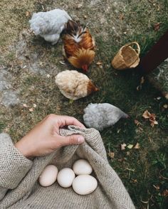 Manifesting Future, Hannah Core, Farm Aesthetic, Manifesting 2024, Cottagecore Vibes, Future Farms, Farm Lifestyle, Life Vision Board, Apricot Lane