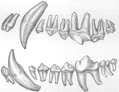 an image of different types of bones