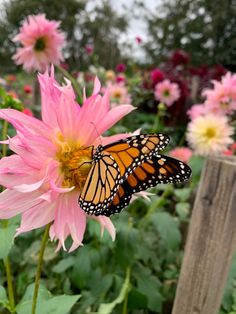 a butterfly sitting on top of a pink flower next to a wooden post in a garden