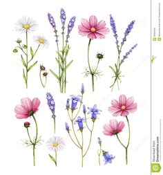 wildflowers and daisies are painted in watercolor on a white background,