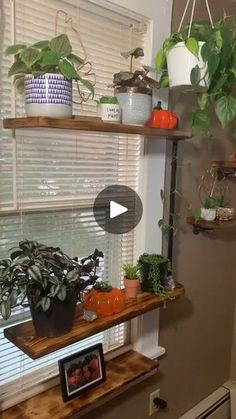 some plants are sitting on shelves in front of a window