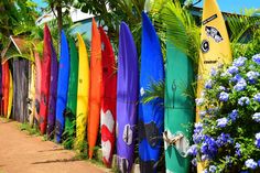 colorful surfboards lined up against a fence in front of blue flowers and greenery