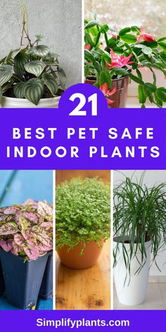 "Pet-friendly houseplants, non-toxic indoor plants, pet-safe gardening, 
indoor plant care tips, safe plants for pets, pet-friendly home decor, 
pet-friendly plant ideas, indoor plant toxicity, pet-friendly plant care, 
safe indoor plants for pets, pet-friendly plant guide, indoor plant safety, 
pet-friendly plant options, pet-friendly plant recommendations, pet-safe 
plant care, indoor plant pet hazards, pet-friendly plant list, pet-safe 
plant suggestions Pet Safe Indoor Plants, Plants Care Tips, Indoor Plants Pet Friendly, Cat Safe House Plants, Pet Friendly House Plants, Dog Safe Plants, Safe House Plants, Dog Friendly Plants