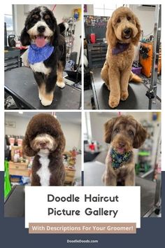 four different pictures of dogs with collars and bandannas on their heads, sitting in a hair salon