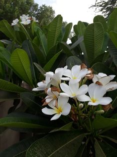 white flowers with yellow centers in the middle of green leaves