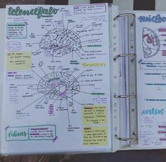 the inside of a notebook with notes and diagrams on it's pages, including an image of a brain