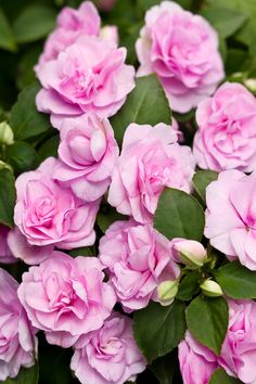 pink flowers are blooming in the garden