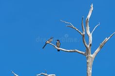 A pair of California Scrub Jays in a Tree stock photos Vector Background, State Parks, Scrubs, Jay, Stock Images, California, Stock Photos