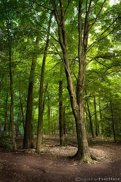 a large tree in the middle of a forest filled with lots of green trees and leaves