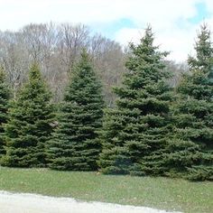 several evergreen trees lined up in a field