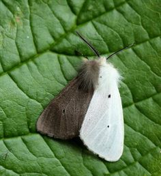 a white and brown moth sitting on top of a green leaf