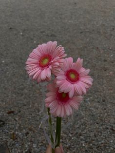 two pink flowers are being held up by someone's hand