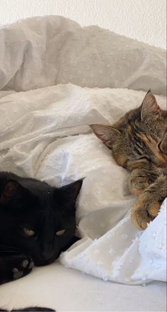 two cats laying on top of a bed next to each other