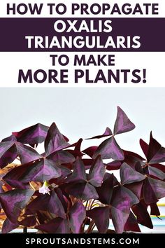 purple plant with text overlay how to propagate oxalas triangularis to make more plants