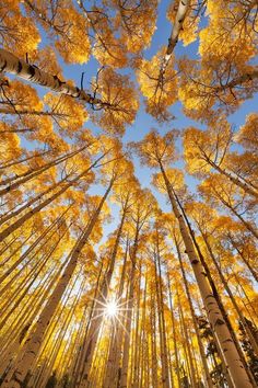 looking up at the tops of tall trees with yellow leaves on them, in autumn