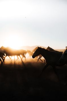 a herd of horses running across a grass covered field with the sun setting in the background