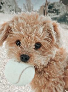 a small brown dog holding a tennis ball in its mouth