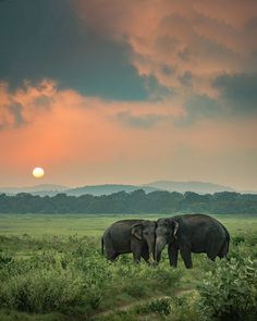 two elephants standing next to each other on a lush green field under a cloudy sky