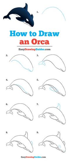 how to draw an orca with easy drawing guides for kids and beginners, including step by step instructions