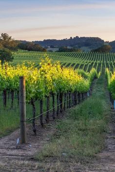 The 10 Best Hotels In Napa Valley: Napa Valley’s plentiful vineyards, rolling hills, and impressive culinary landscape have made it a must-visit destination for wine connoisseurs around the globe, and an elevated hospitality scene has unsurprisingly evolved to meet the demand. Small Towns In California, Moon Palace Cancun, Sonoma Valley, Image Film, Varadero, Wine Tour, Group Tours, Napa Valley, South Beach