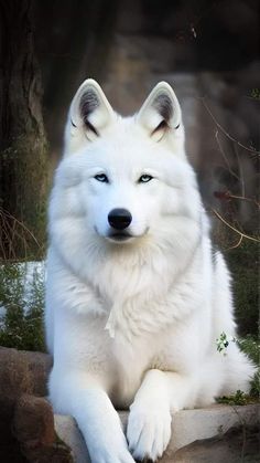 a large white dog sitting on top of a rock