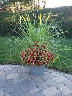 a potted plant with red and yellow flowers in the middle of a brick walkway