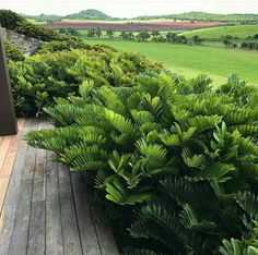 there are many plants on the side of this wooden walkway