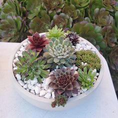 a white bowl filled with lots of succulents